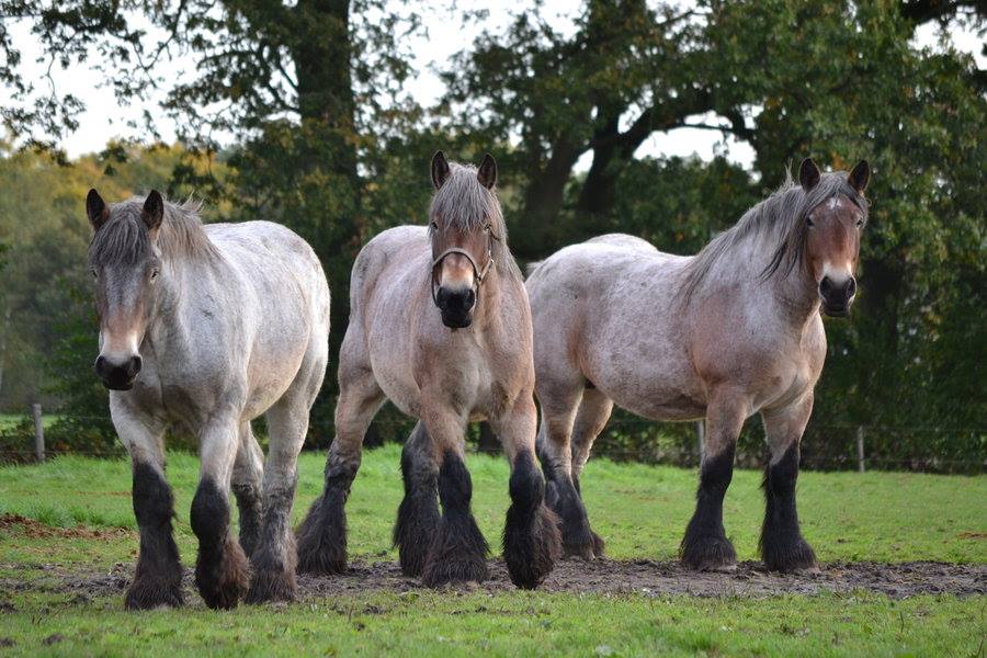 Brabant Belgian Draft Horses 